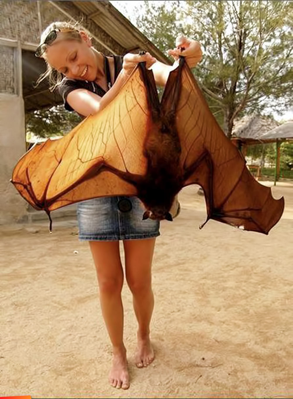 BIG o' Bat in Belize