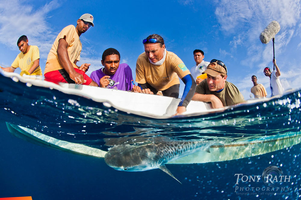 Rachel Graham Tagging sharks for the Belize Shark Project