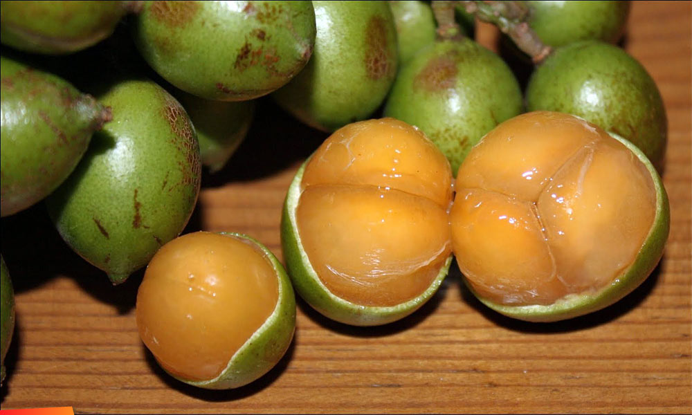 Guinep/'Kinep' fruit (Melicoccus bijugatus)