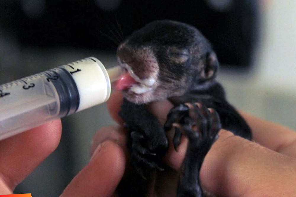 Orphaned baby Yucatan Squirrel drinking from a bottle