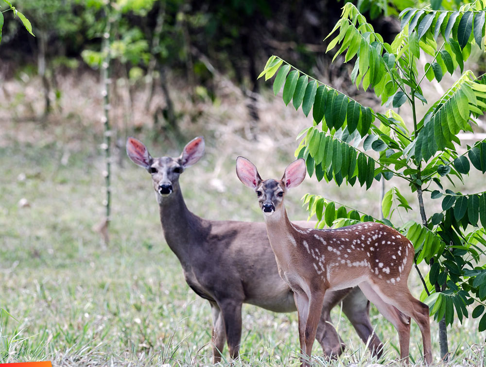 White tail deer, mother and fawn