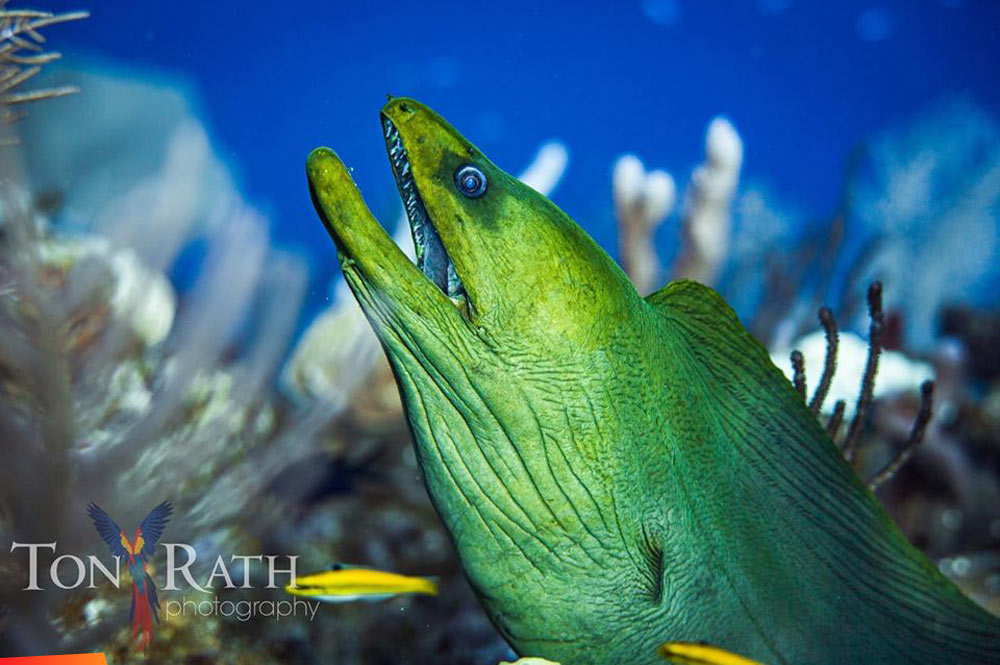 Green moray eel up close