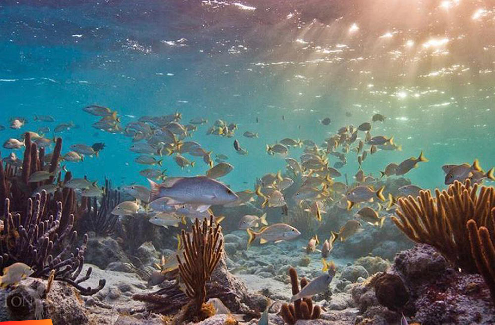 Life on the reef: It's a busy morning below the waterline