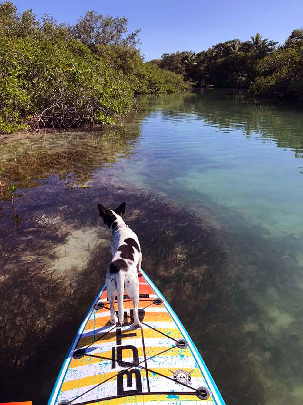 Frannie our dog guiding a BOTE board through the mangroves