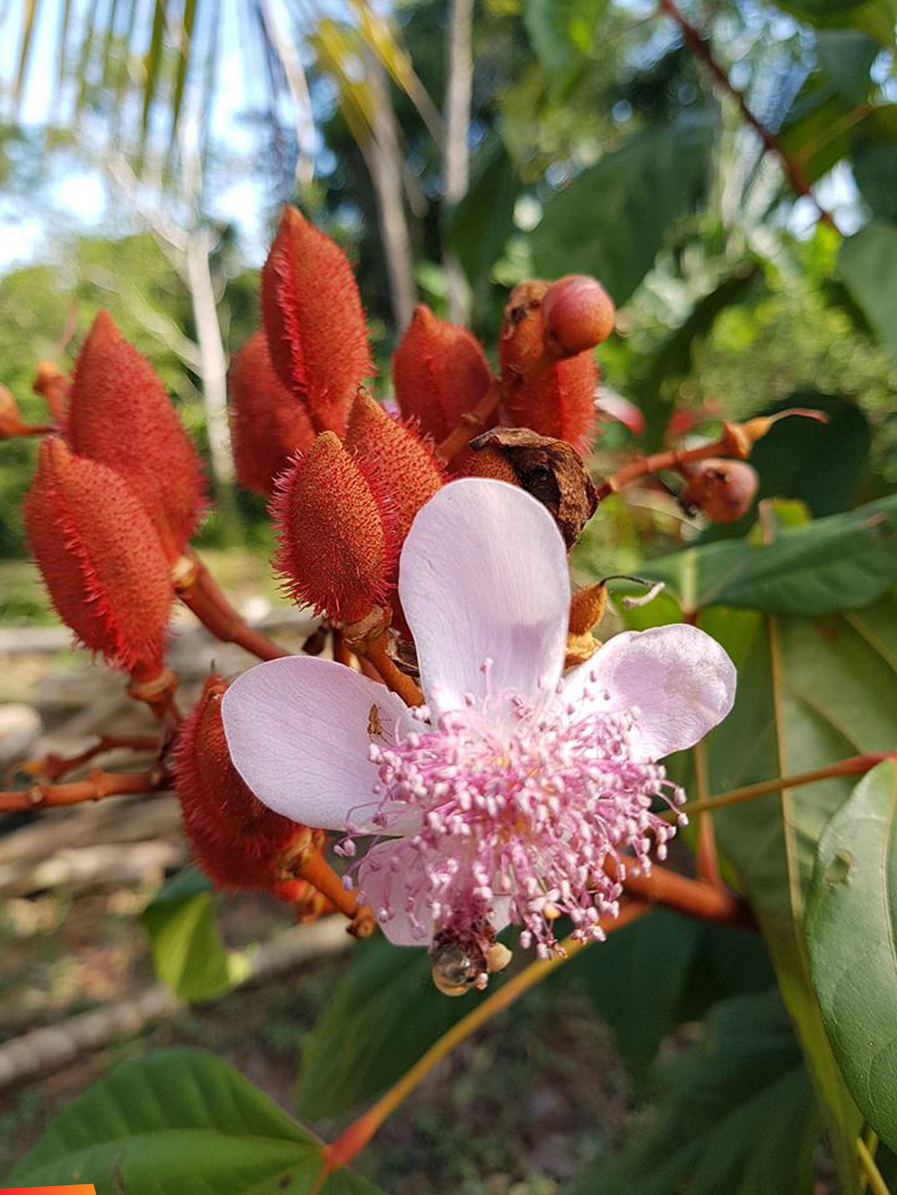 Beautiful flowering annato