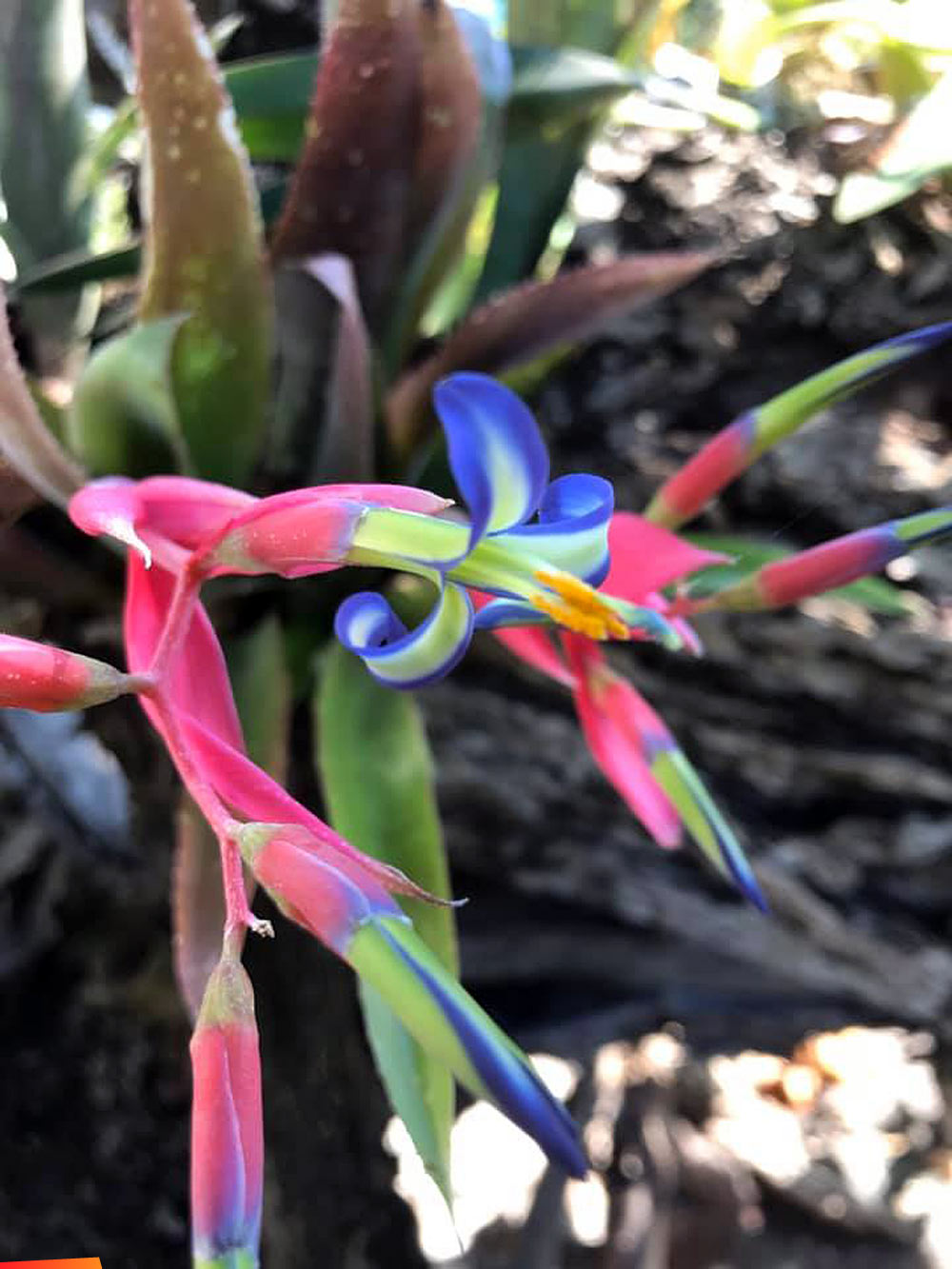 Billbergia Saundersii, also known as queen’s tears. Multi coloured bromeliad