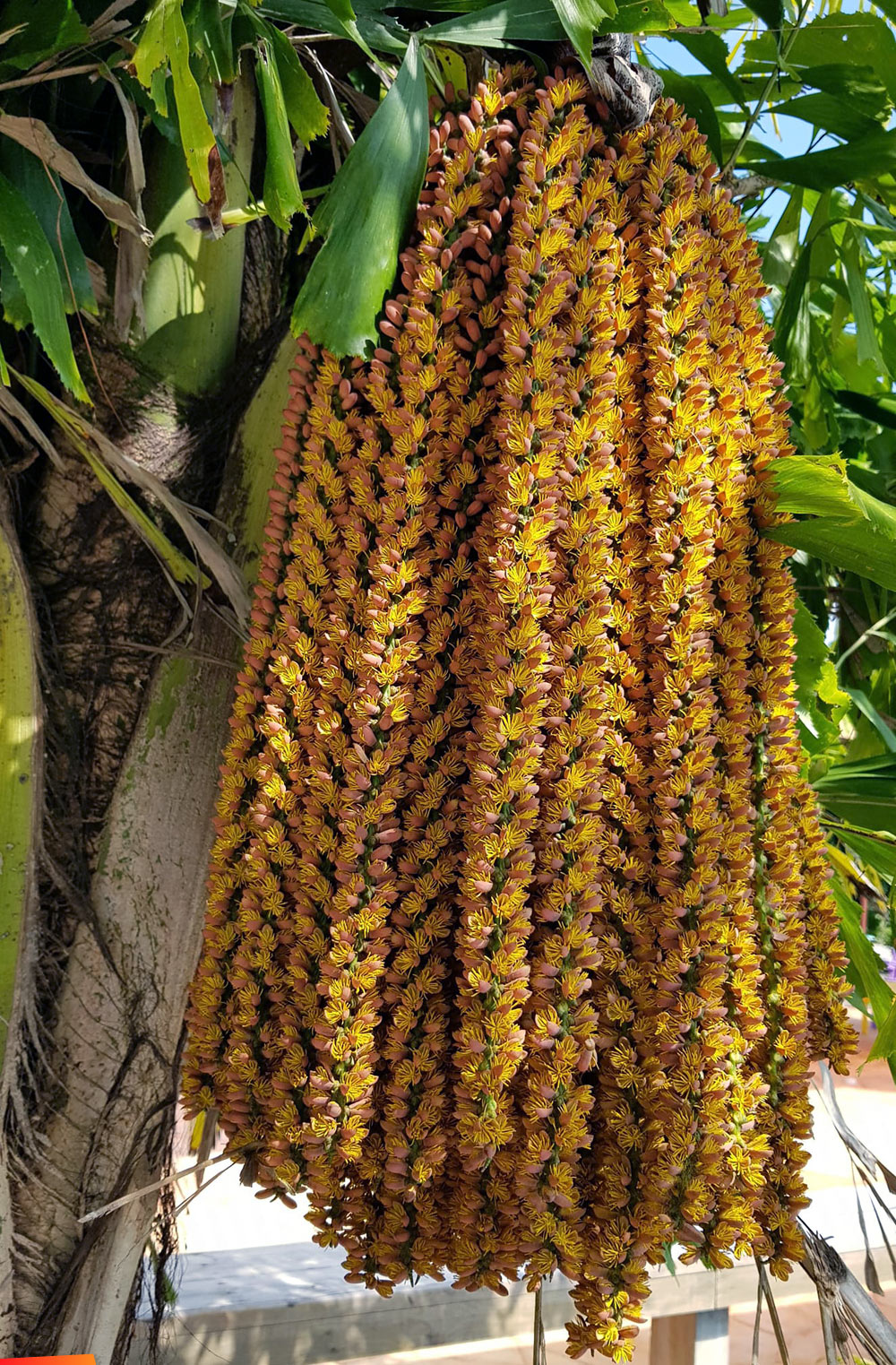 Fishtail palm, golden locks