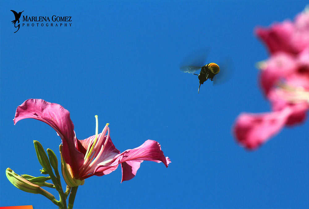 Bee in the Garden in the flowers