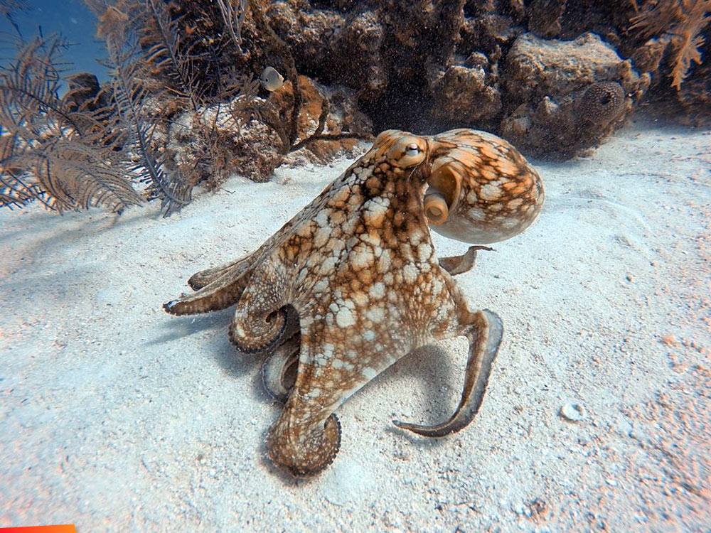Octopus scooting across coral sands