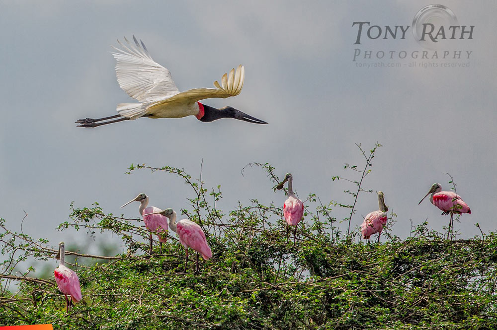Jabiru stork flies past a group of roseate spoonbills