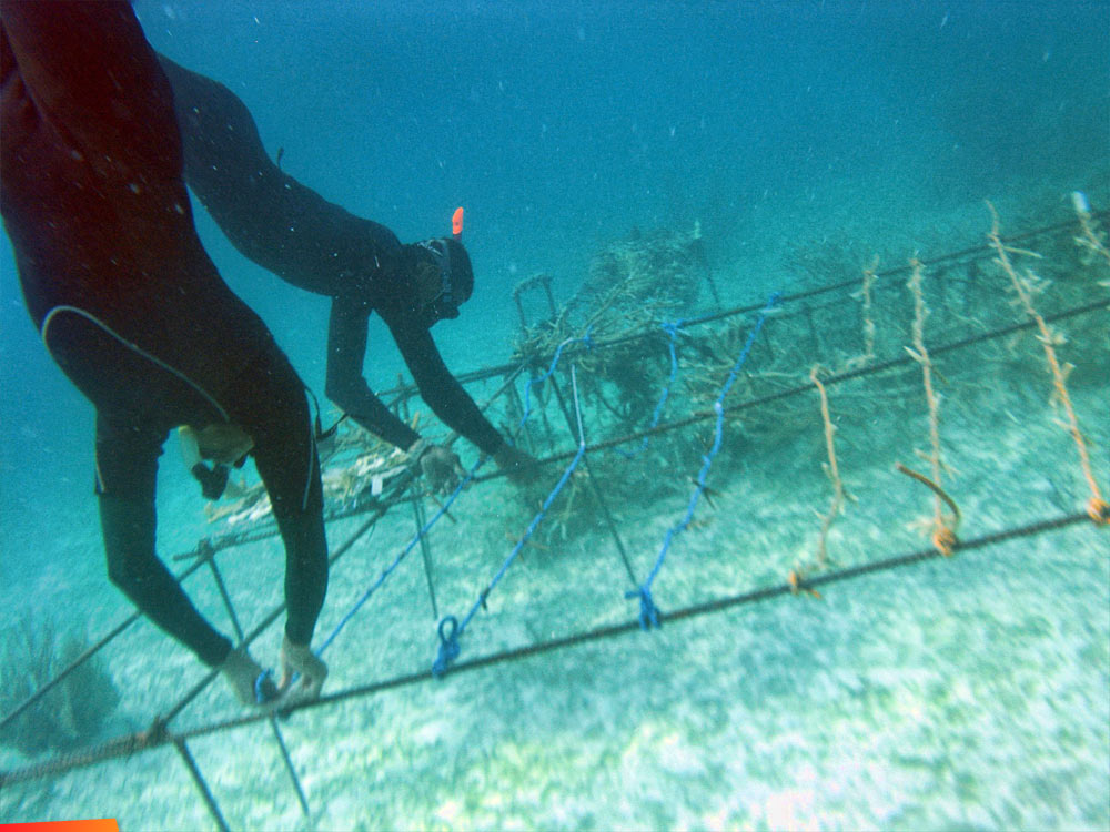 Re-seeding devastated reefs with genetically robust, diverse and resilient corals that will mature to spawning age/size
