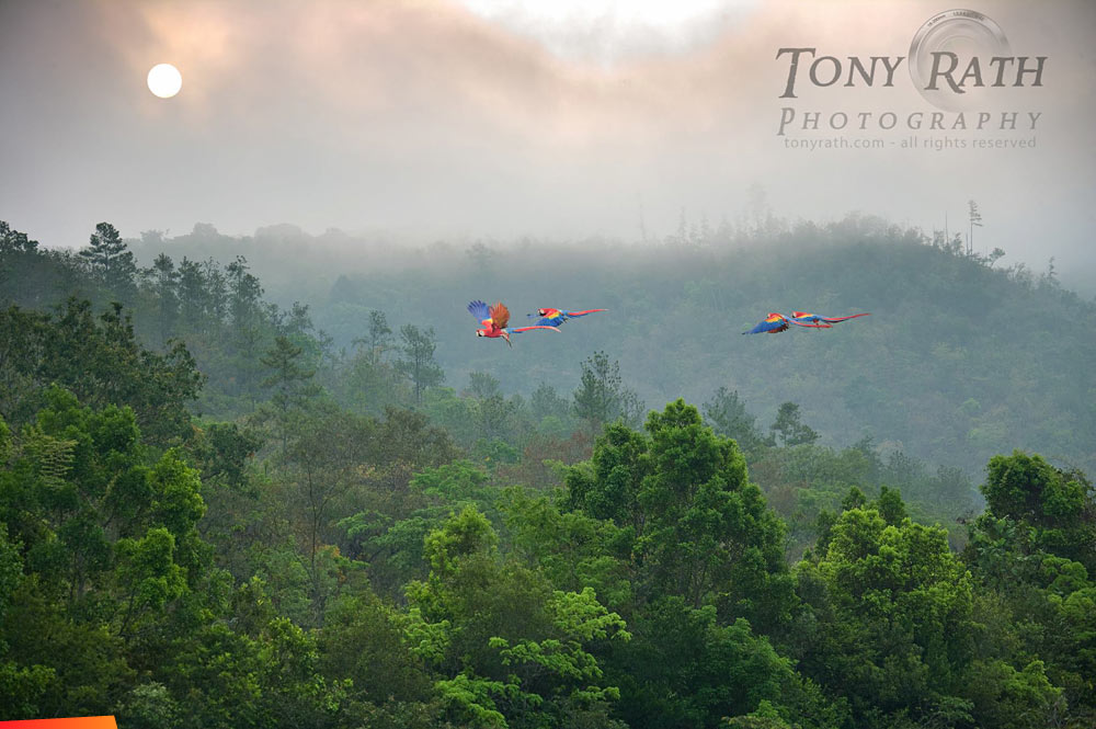 Scarlet Macaws in flight, in the depths of the massive Chiquibul Forest