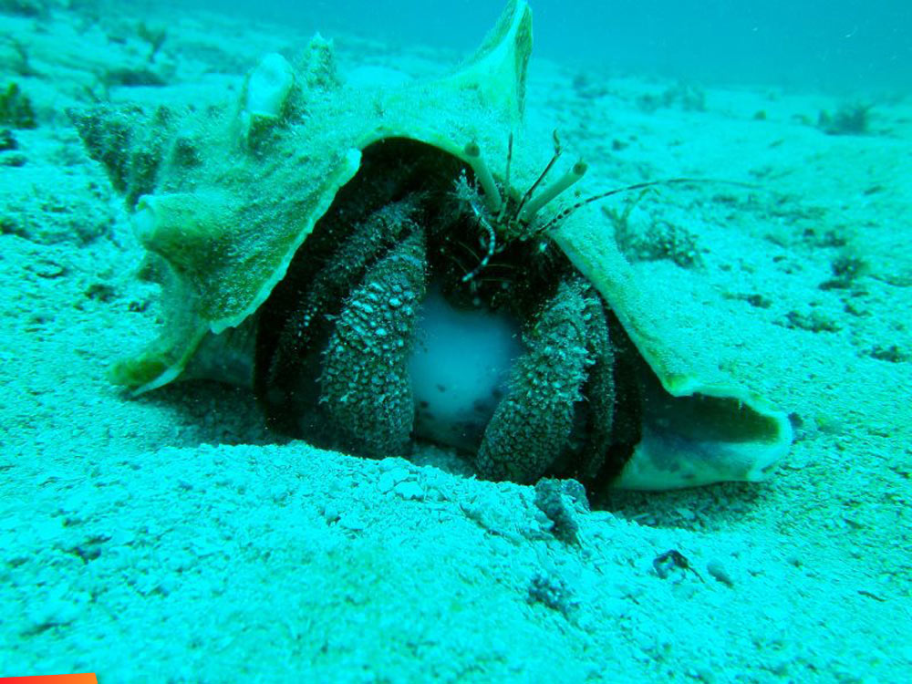 Surveying the Queen Conch