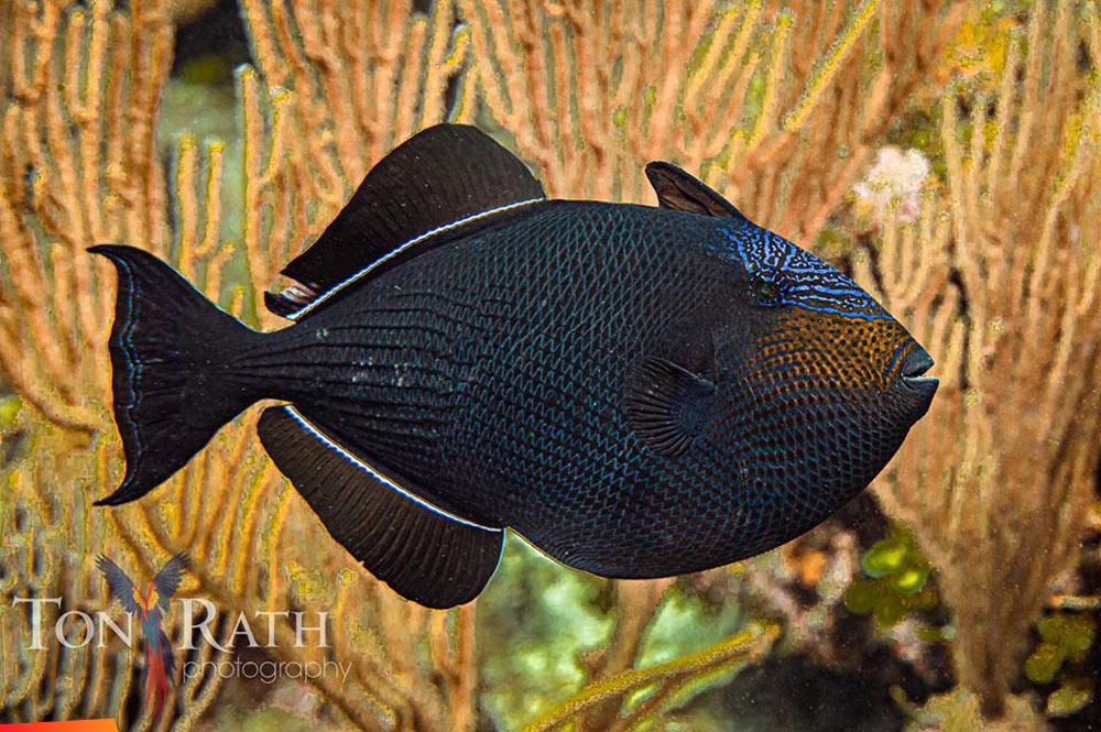 A black durgon, a bright coloured fish