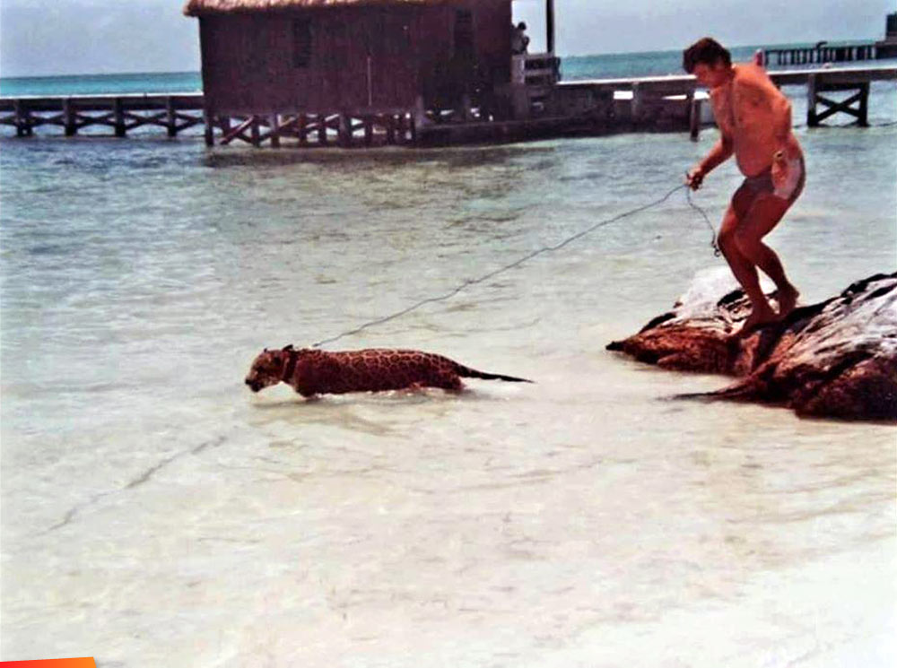 Jody Risser takes his jaguar for a walk into the sea, San Pedro, Christmas 1989