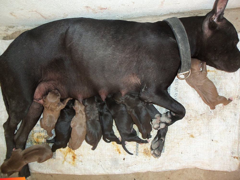 Nine puppies with their mama