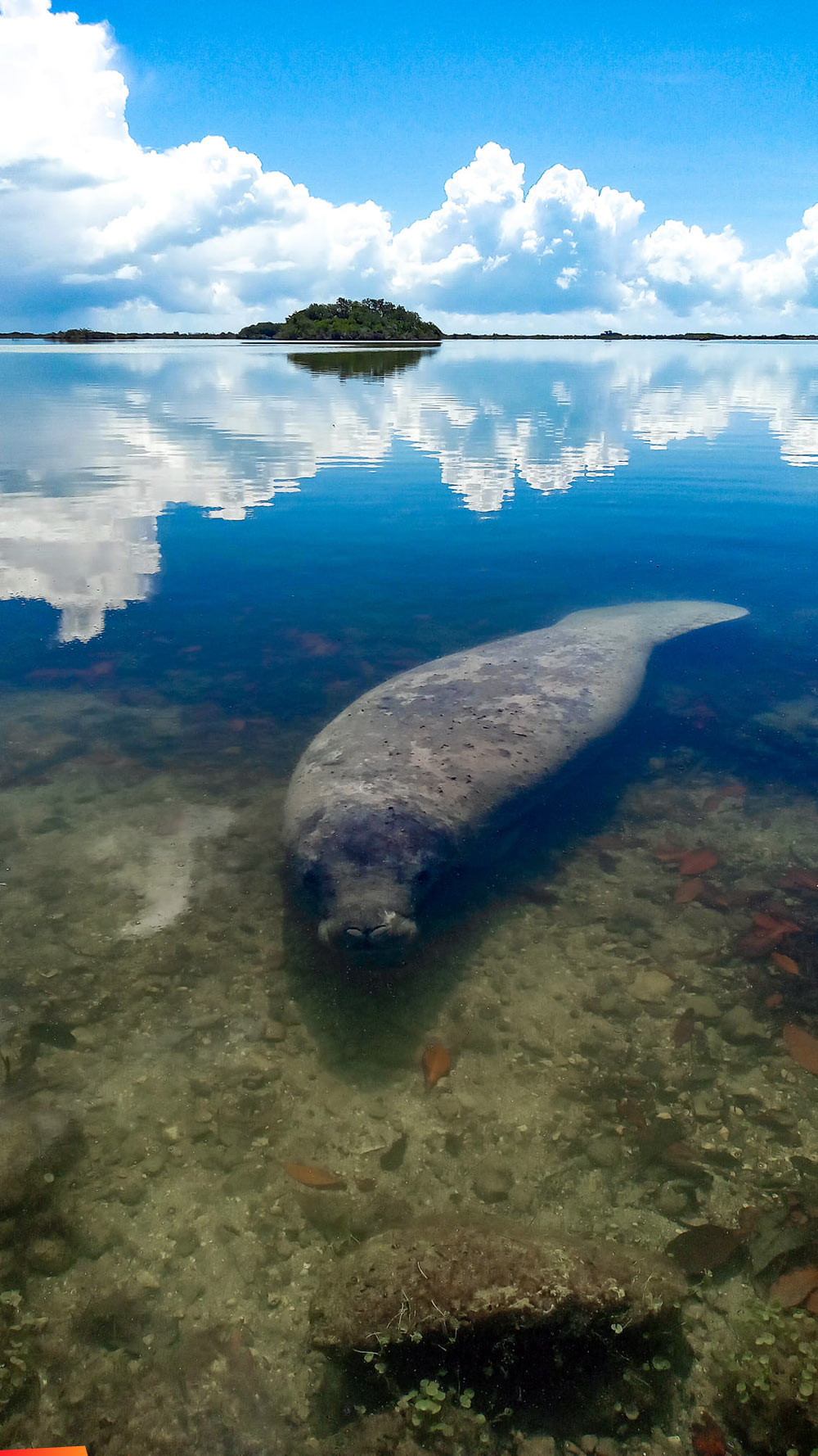 An amazing picture of a manatee around the tiny village of Sarteneja