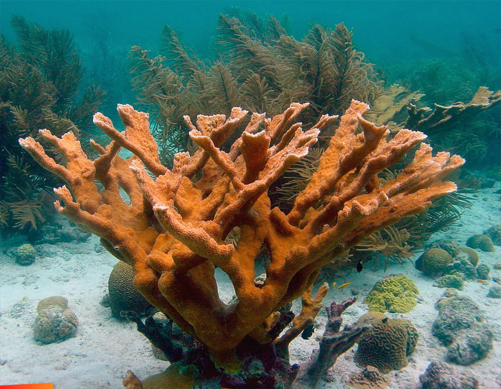 Elkhorn coral (Acropora palmata)