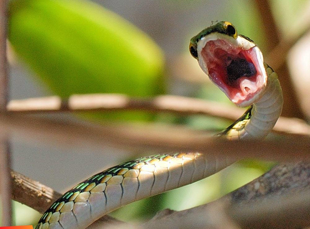 Green headed tree snake