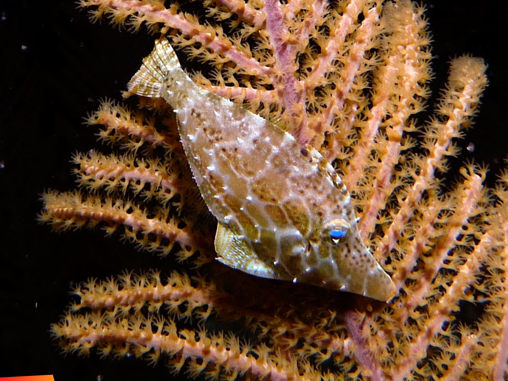 Juvenile File Fish (about 2 inches) during a night dive