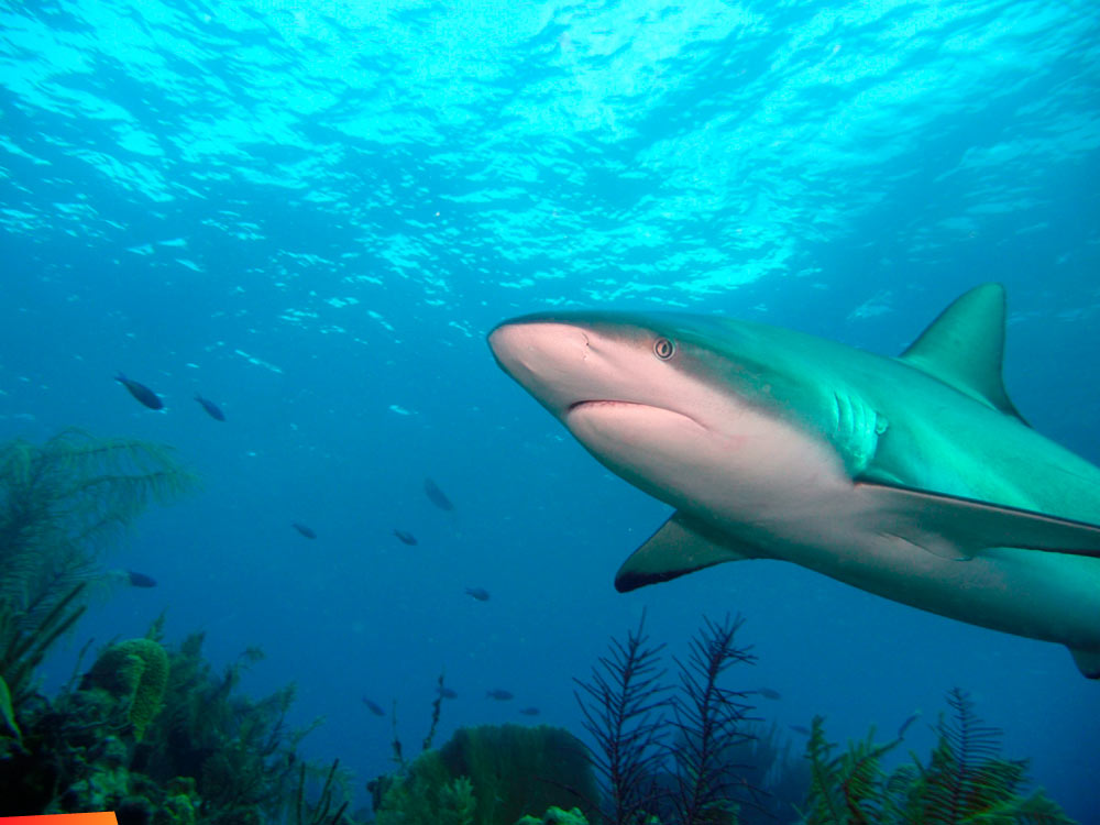 Swimming with 8-ft Black-Tipped Reef Sharks