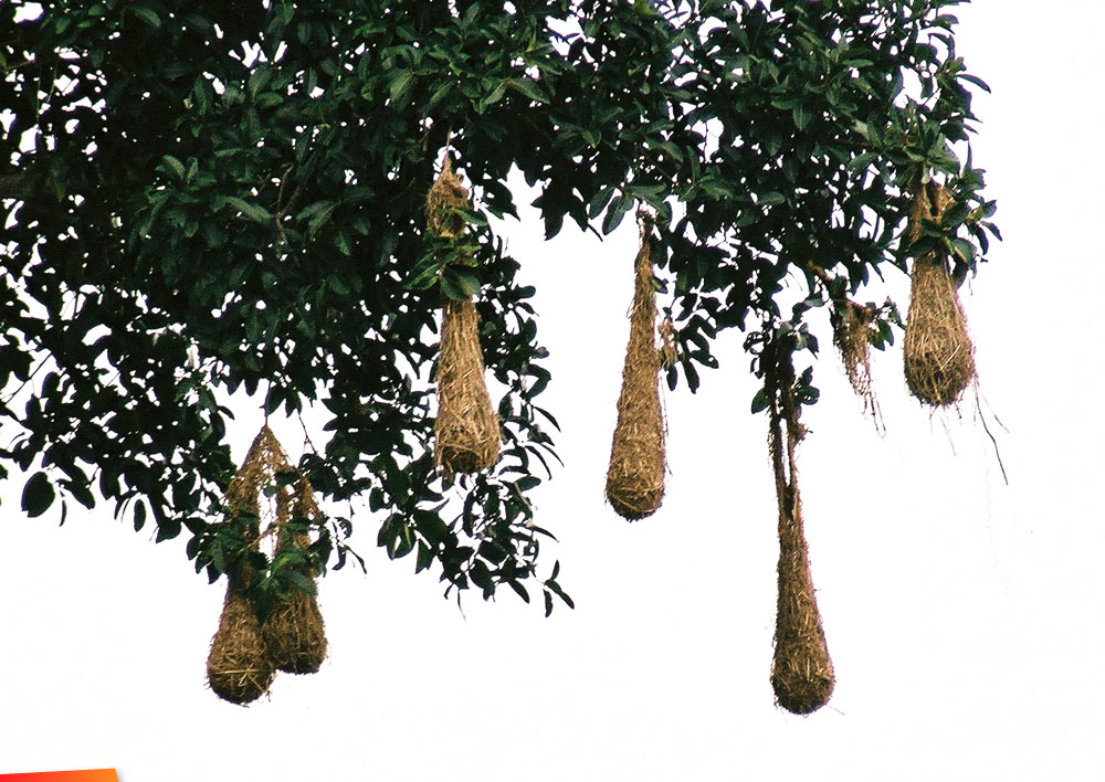 Hanging nests of the Montezuma Oropendola