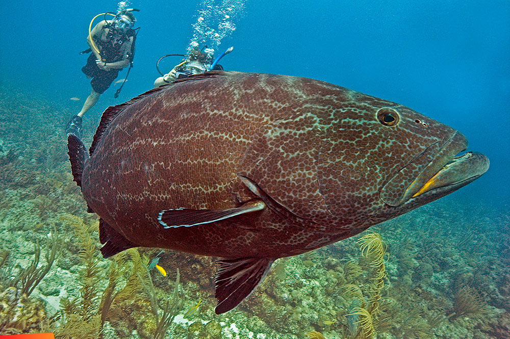 Black grouper with snorkelers