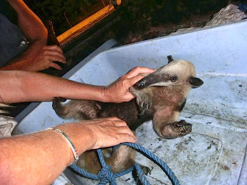 ACES rescues anteater