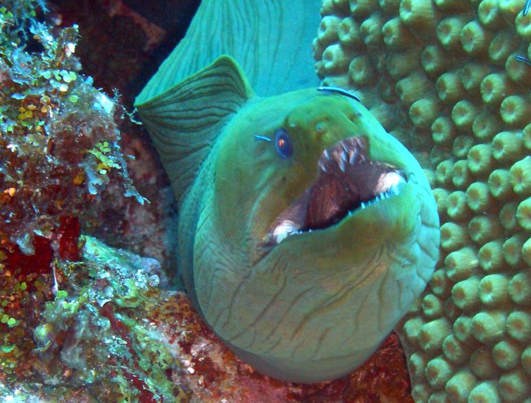 Face of eel