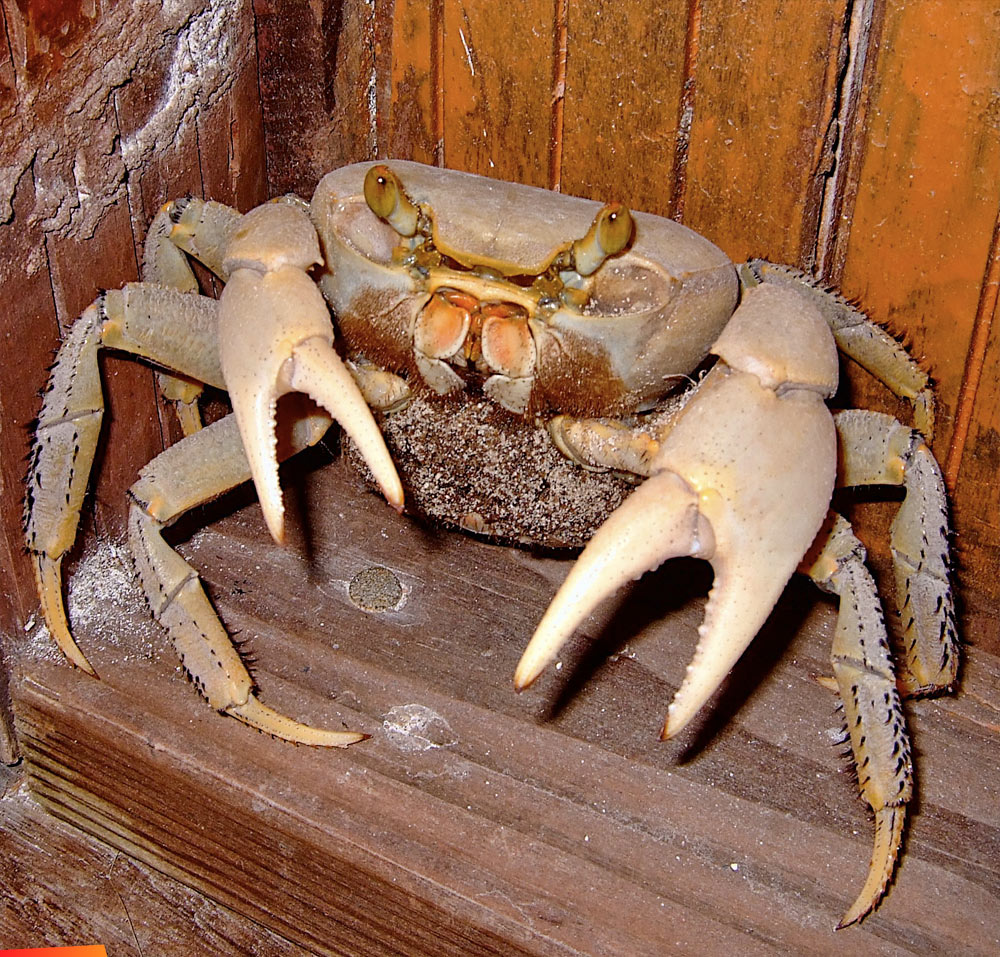 Crab waiting at the door, Caye Caulker