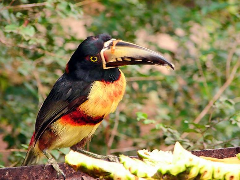 Collared Aracari, a toucan