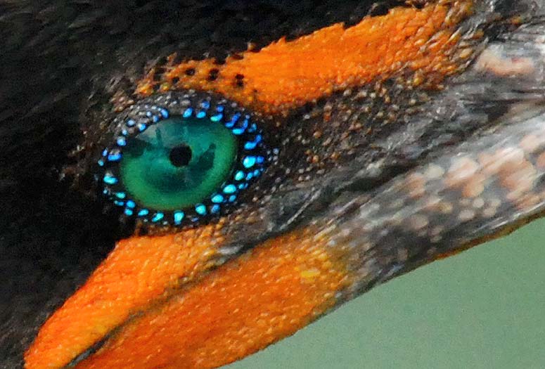 Mating Cormorant - phalacrocorax auritus