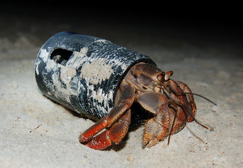 Hermit crab in a can