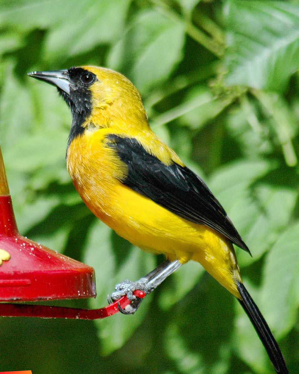 Yellow backed Oriole