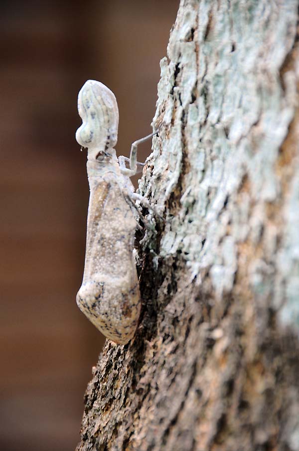 Peanut-Head fulgorid, sometimes called a Peanut-Head Moth