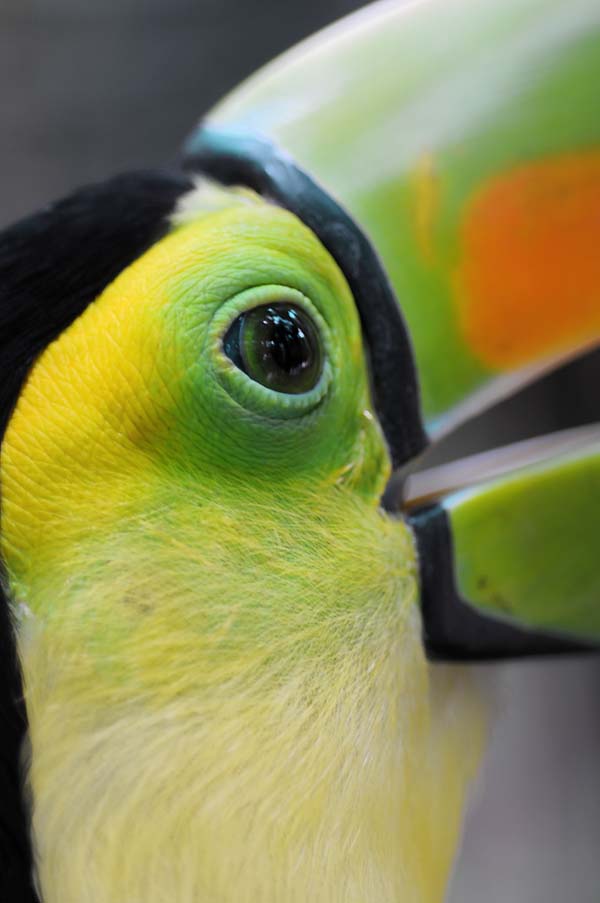 Eye of toucan