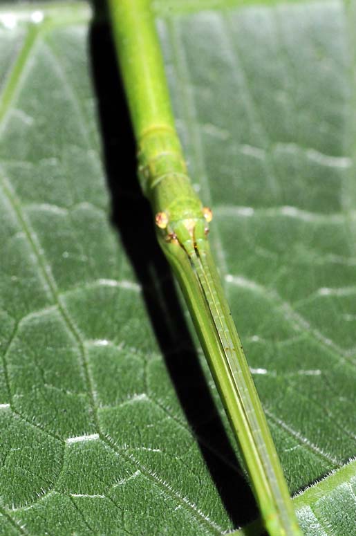 Stickbug or Phasmatodea