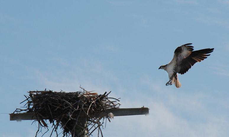Osprey at work and play