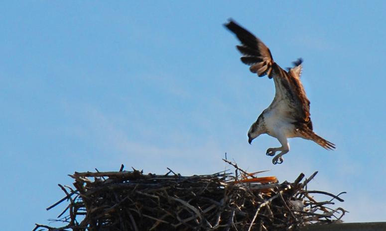 Osprey at work and play