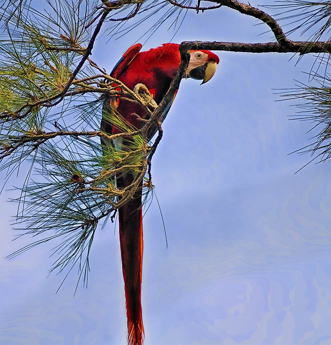 A flock of Scarlett macaws in the jungle
