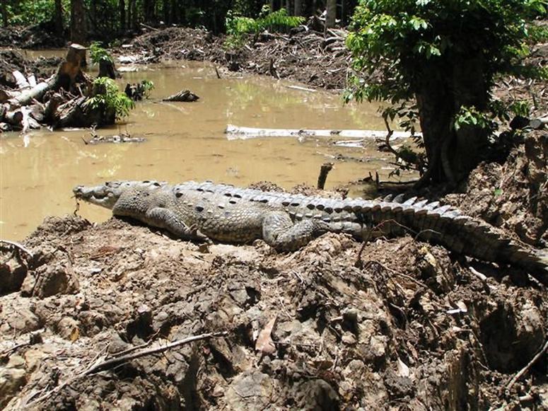 Debbie, an American crocodile, is released into the ACES sanctuary habitat