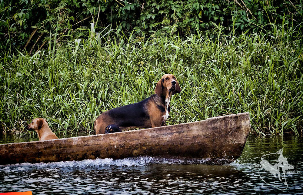 Dogs manning the dugout, on Monkey River