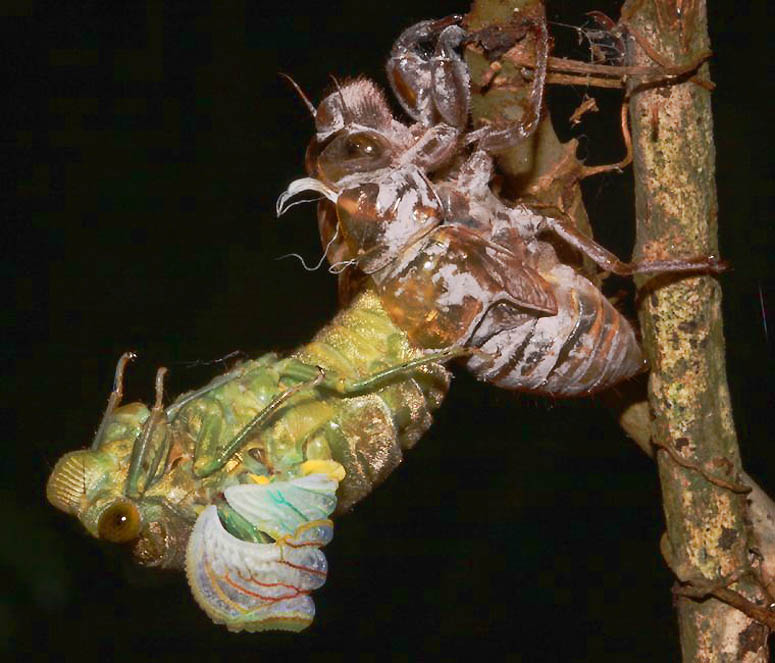 Cicada emerging from its exoskeleton