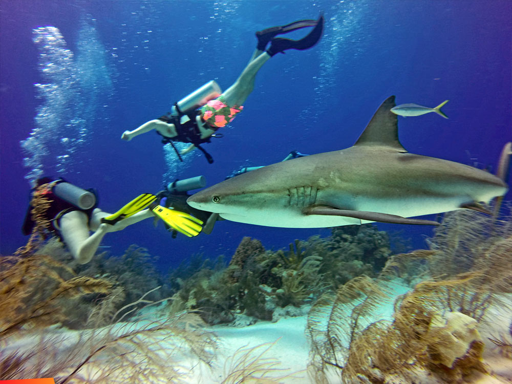 Grey Caribbean Reef Shark