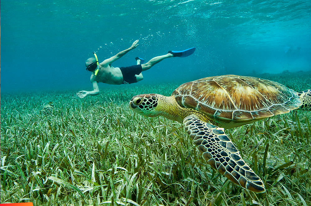 Green Turtle and snorkeler at Hol Chan Marine Reserve