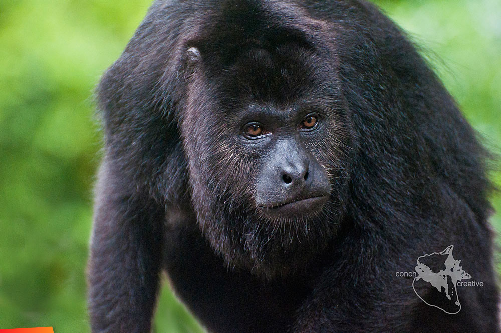 Howler monkey up close and personal
