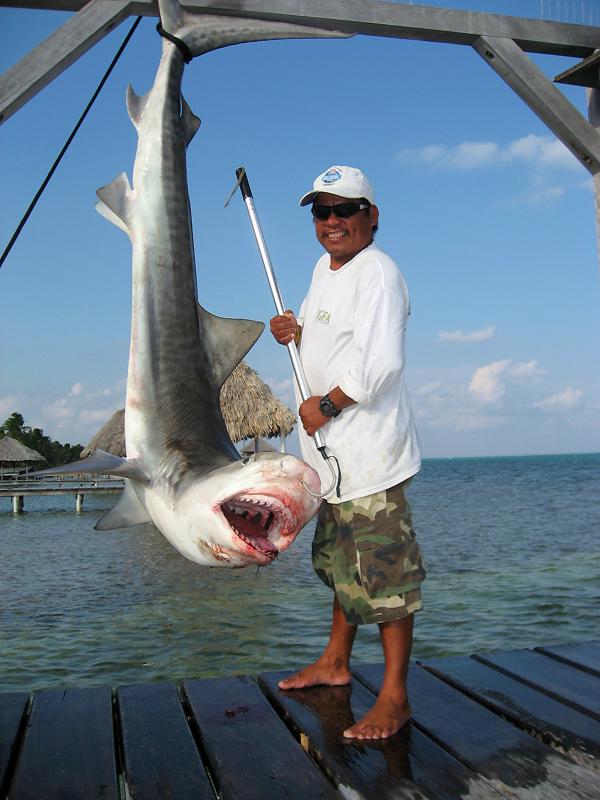 Tiger shark caught by Chris Berlin