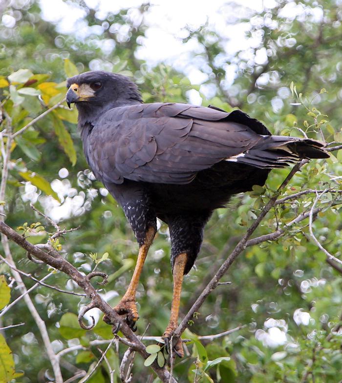 Black/Hawk Eagle or Common Black Hawk
