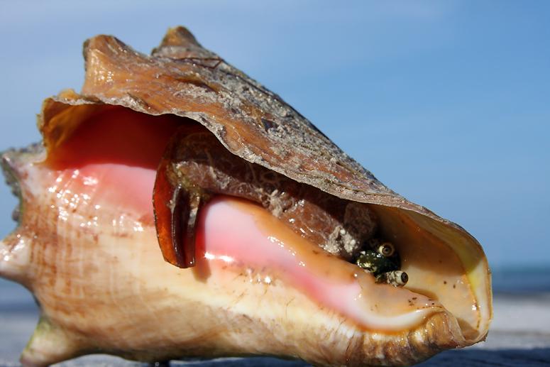 Conch revealed