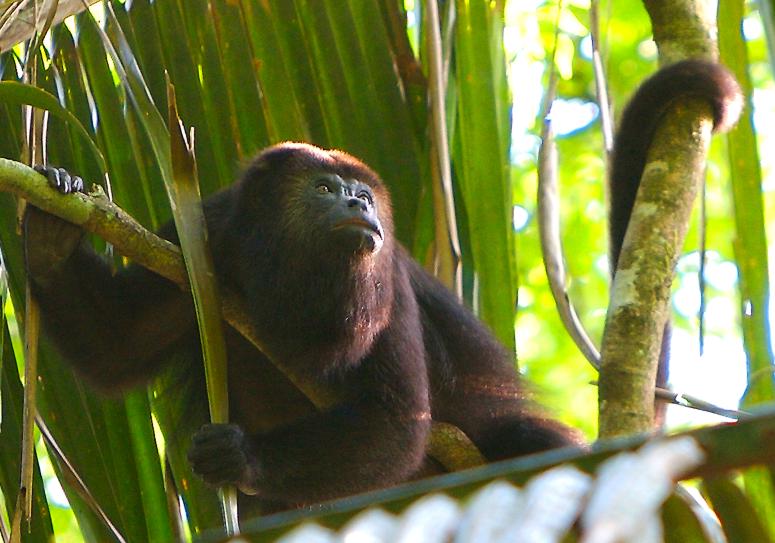 Howler monkey in the trees